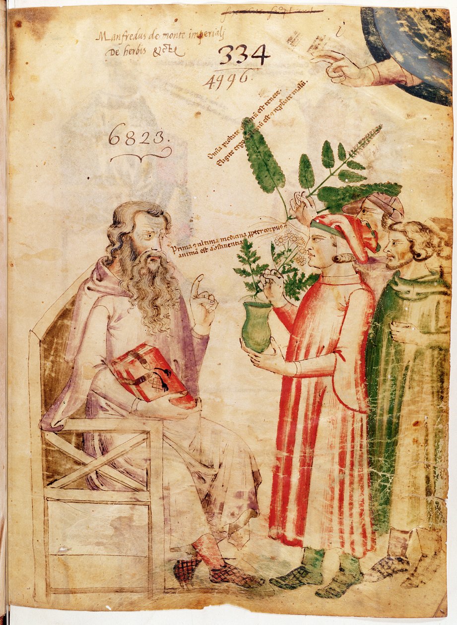 Lat 6823女士fol.1男子向Manfredus de Monte Imperiali的De Herbis介绍植物给一个不知名的男子 作者 意大利学校