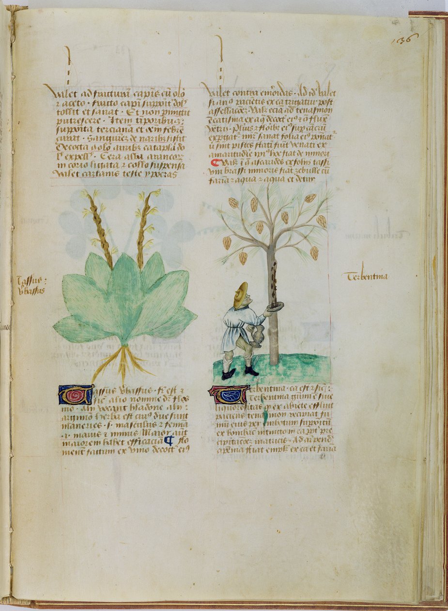 Ms Lat 993 L.9.28 fol.136r 《采集松节油》，选自 Pedanius Dioscorides（约公元 40-90 年）的《Tractatus de Herbis》（牛皮纸） 作者 意大利学校