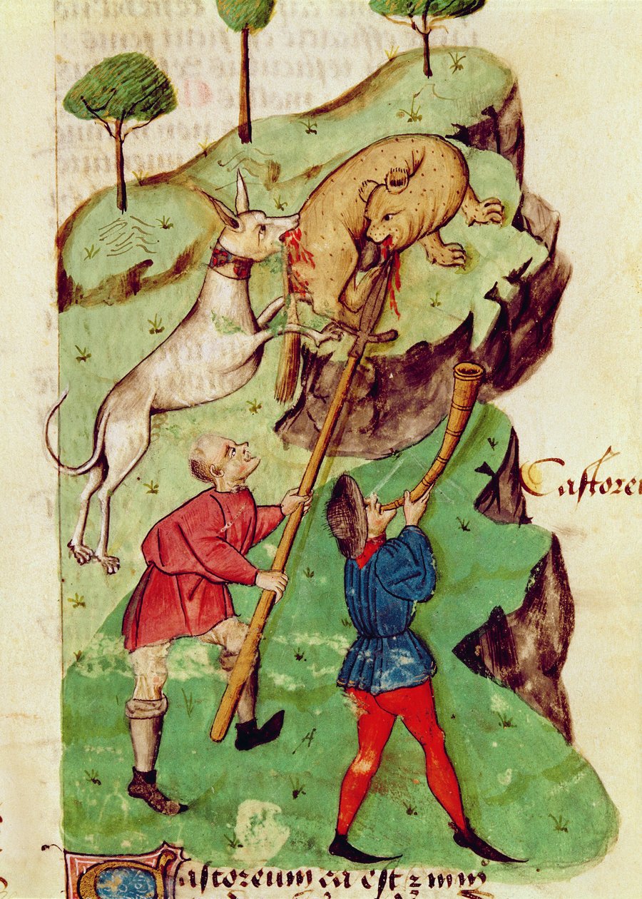Ms Lat 993 fol.35r The Hunt，摘自 Dioscorides 的《Tractatus de Herbis》（牛皮纸） 作者 意大利学校