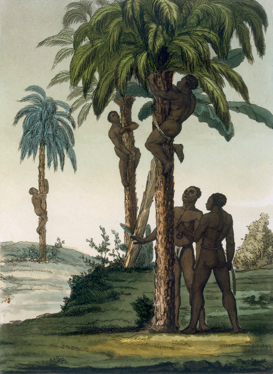 1820年代，20世纪30年代，当地人在臀部周围使用吊带吊带攀爬手掌 作者 意大利学校