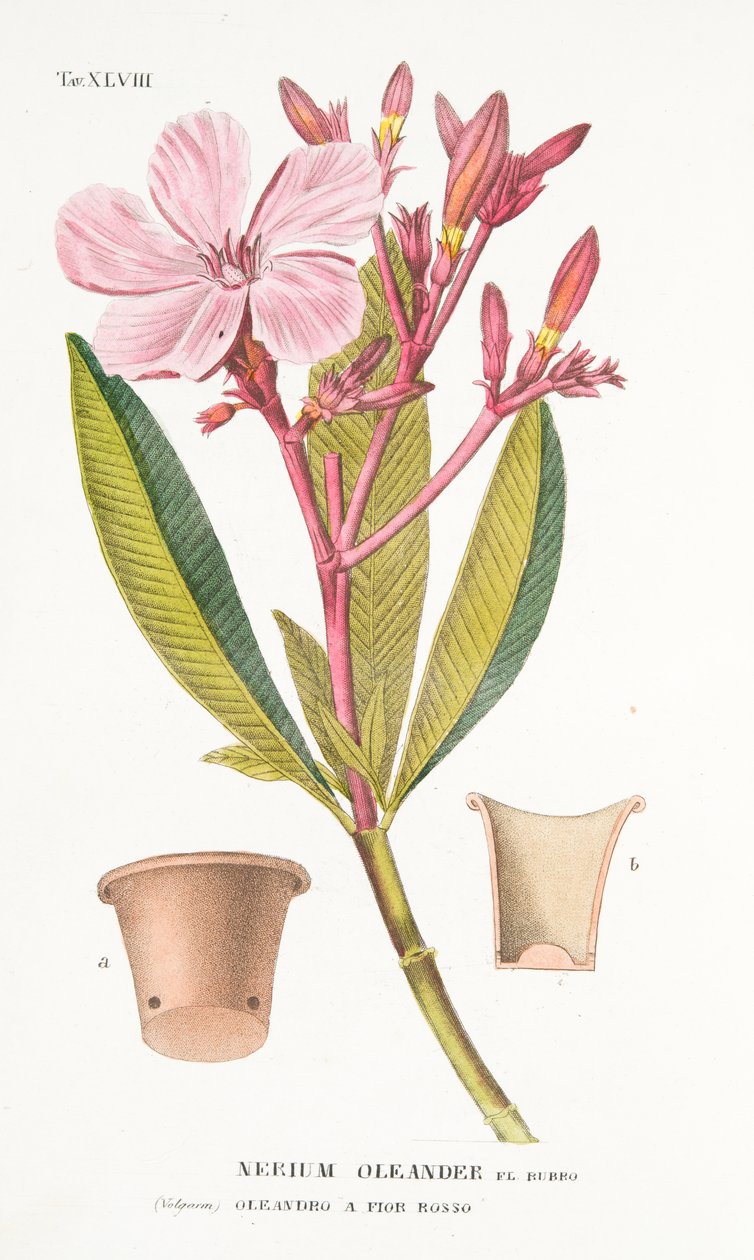 Nerium Oleander el Bubro，Plate XLVIII，来自LAtotrophy Or Cultivation DeFiori by Antonio Piccioli，pub.1834 作者 意大利学校