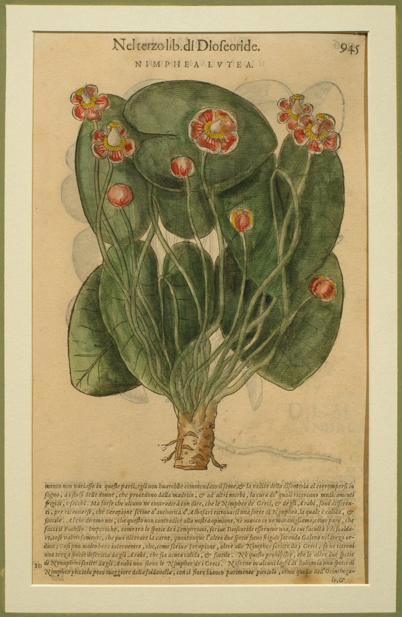 Nimphea Lutea，来自Pietro Andrea Mattioli（1501-77）的话语植物板，于1570年在威尼斯出版 作者 意大利学校