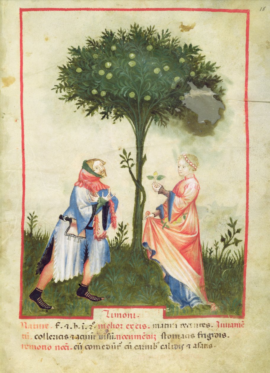 Nouy ACQ纬度1673个fol.18收获柠檬，从Tacuinum健康，c.1390-1400 作者 意大利学校