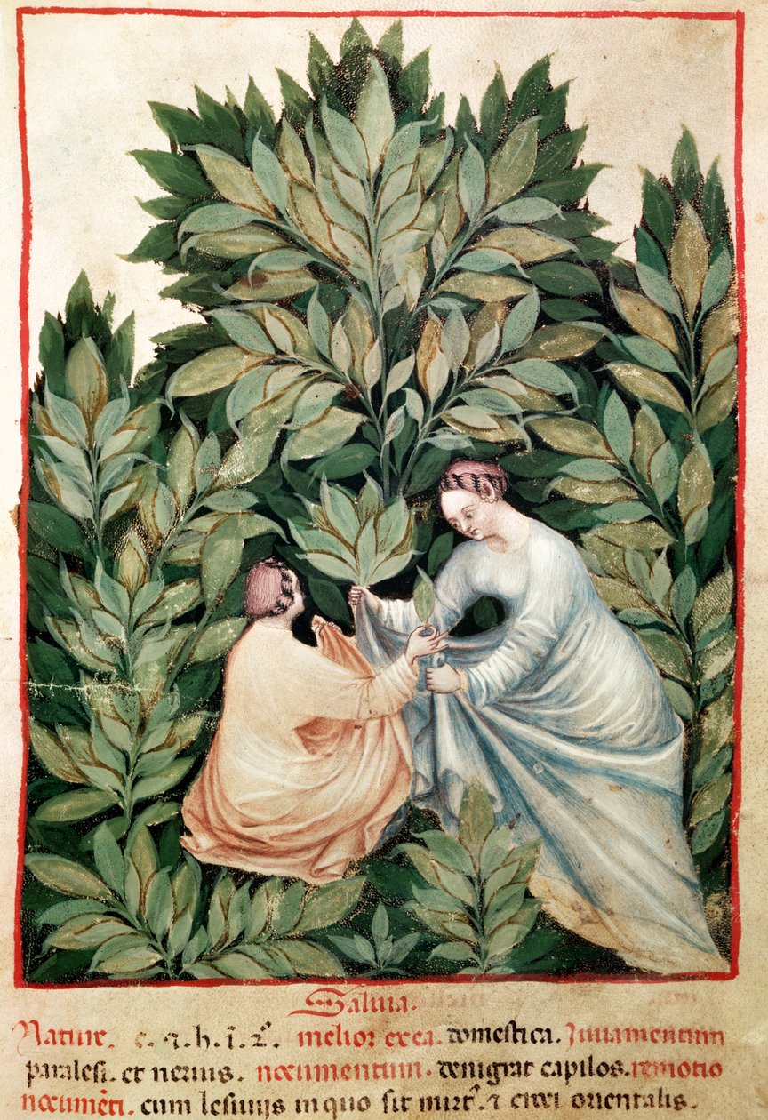 Nouv Acq Lat 1673 fol.34两名女性从Tacuinum Sanitatis那里采摘圣人，c.1390-1400 作者 意大利学校