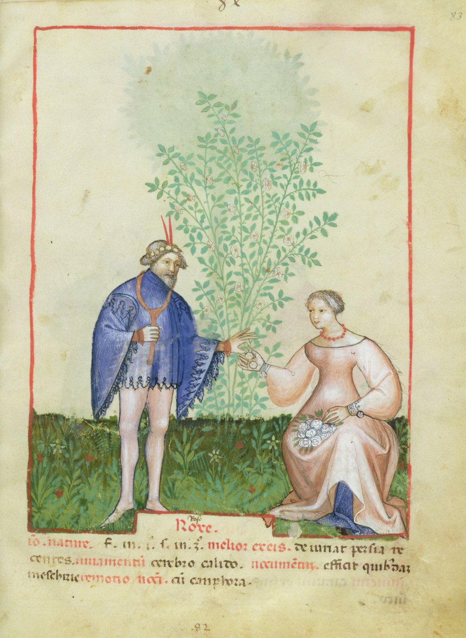 Nouy ACQ纬度1673 fol.83上升，从Tacuinum健康，c.1390-1400 作者 意大利学校