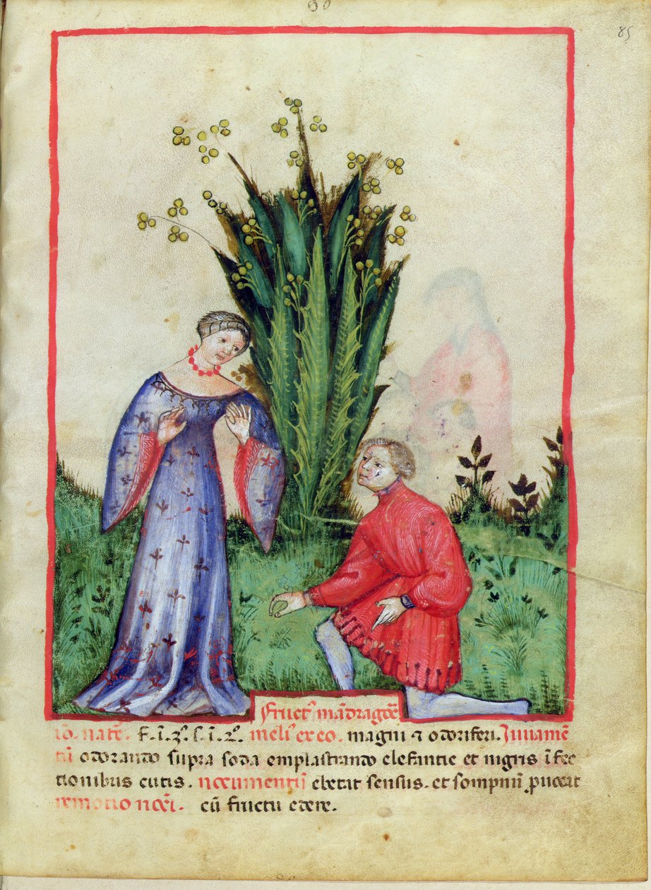 Nouy ACQ纬度1673 fol.85 Mandrake的果实，从Tacuinum健康，c.1390-1400 作者 意大利学校