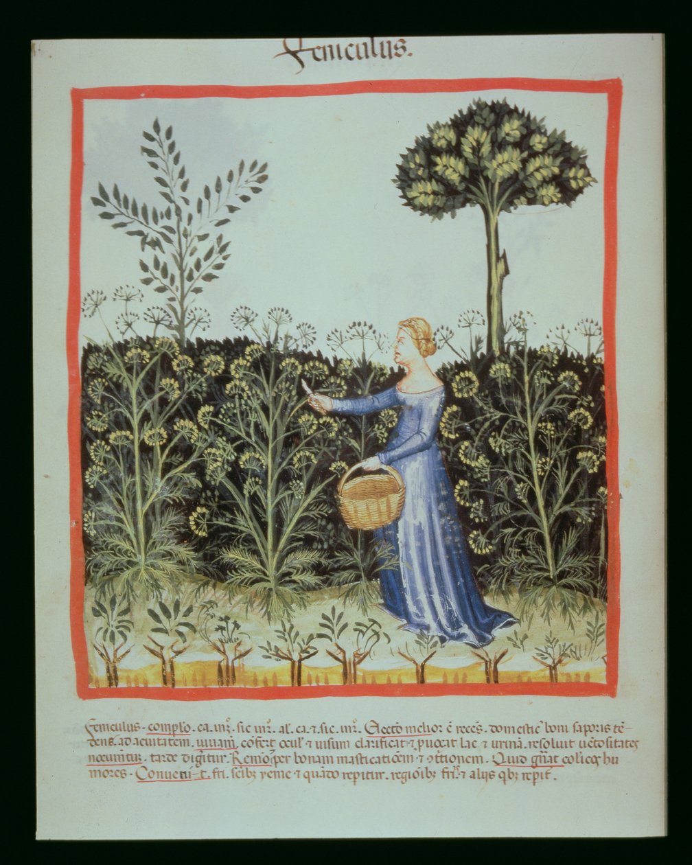 新的2644 f.41v收获香菜，Tacuinus健康食品 作者 意大利学校