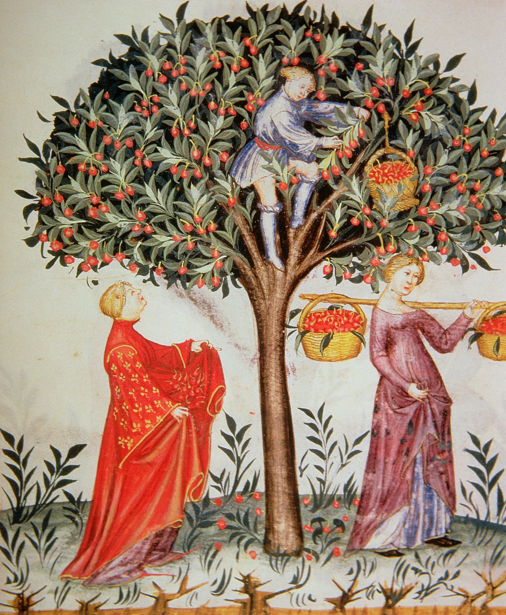 Nova 2644 fol.12r从Tacuinum Sanitatis Codex Vindobonensis采摘樱桃 作者 意大利学校