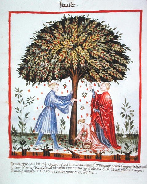 Nova 2644 fol.15v 聚集红枣，来自Tacuinum Sanitatis Codex Vindobonensis（牛皮纸）。 作者 意大利学校