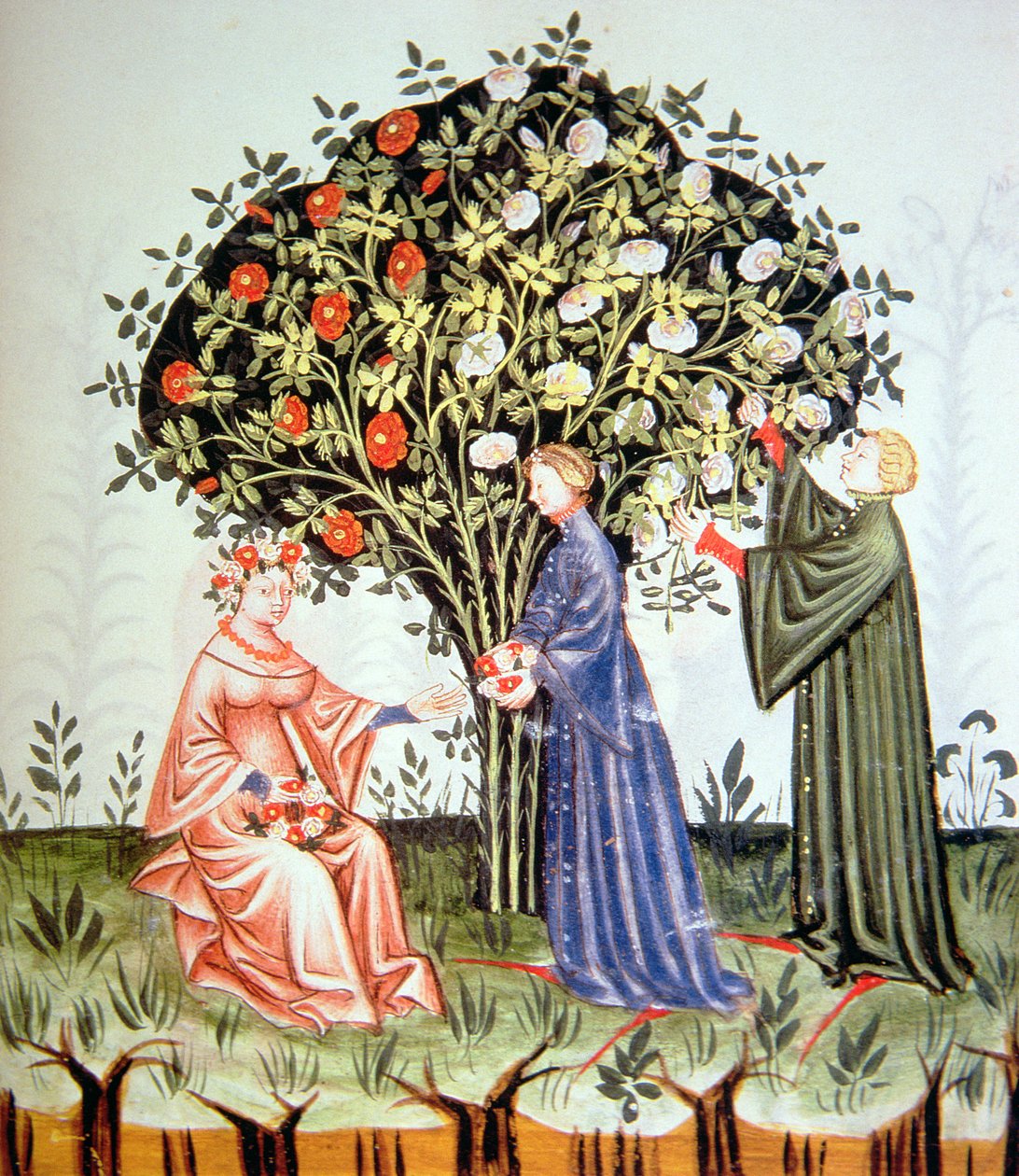 Nova 2644 fol.38r收集玫瑰，插图来自Tacuinum Santiatis Codex Vindobonensis 作者 意大利学校
