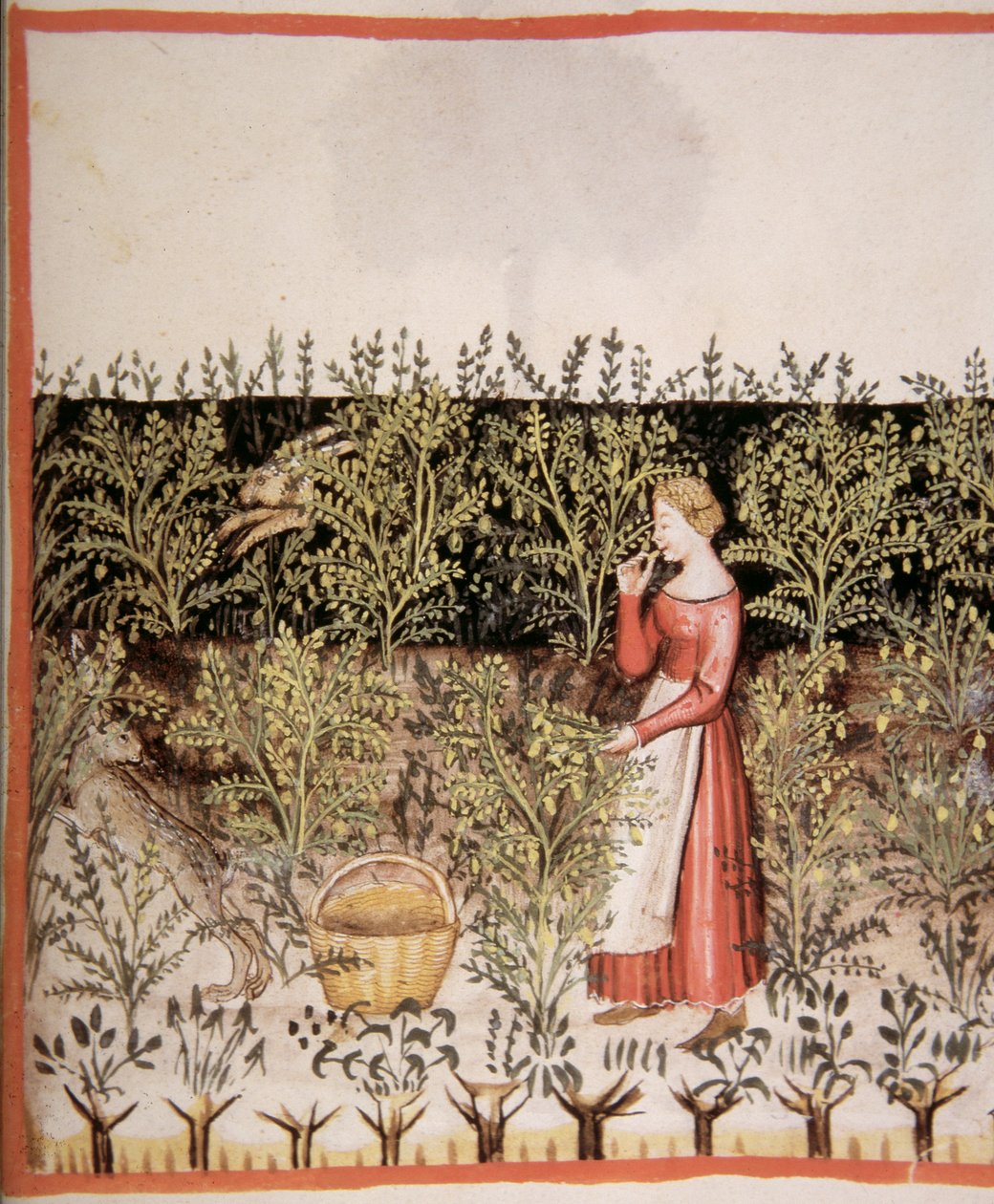2644个fol.49 [R采摘新鲜的鹰嘴豆，Tacuinum健康食品 作者 意大利学校