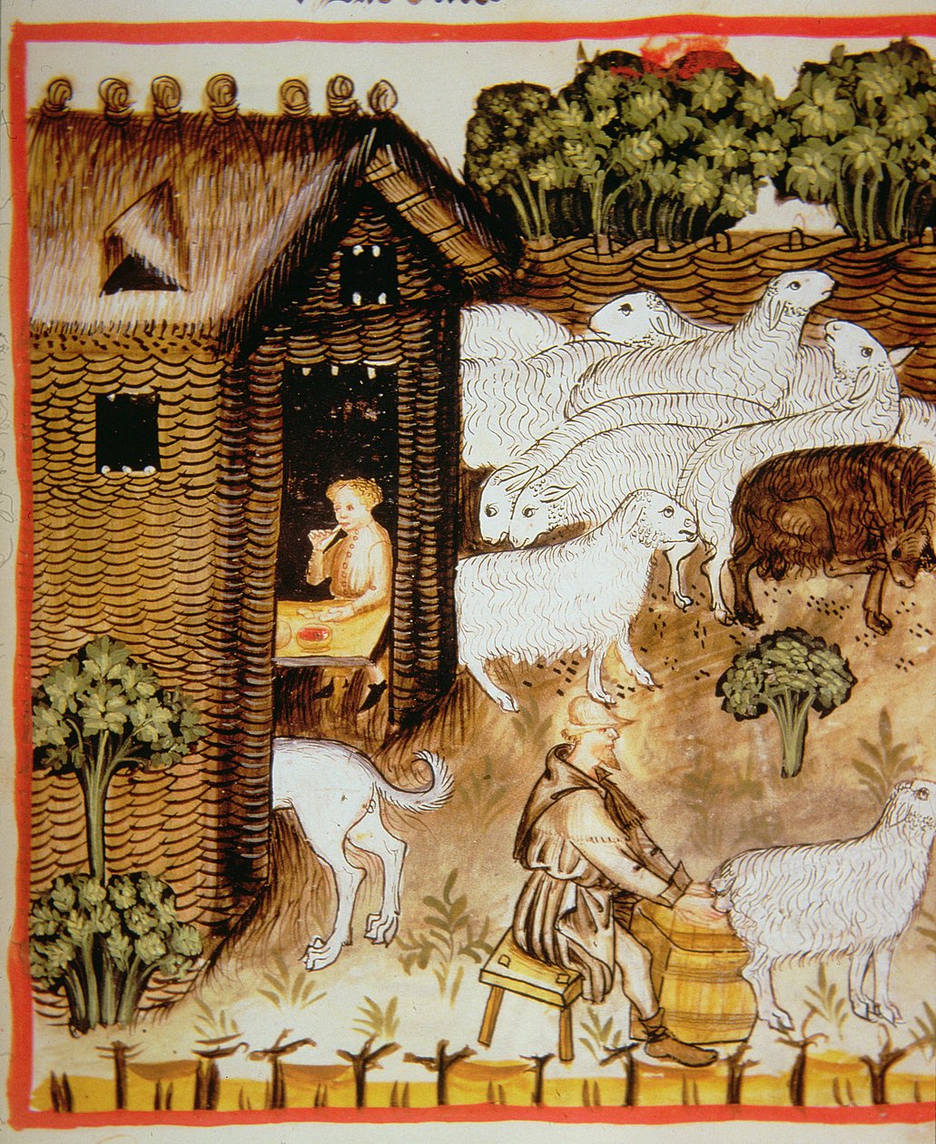 养羊业2644 fol.59r鲜，甜牛奶健康Tacuinum 作者 意大利学校