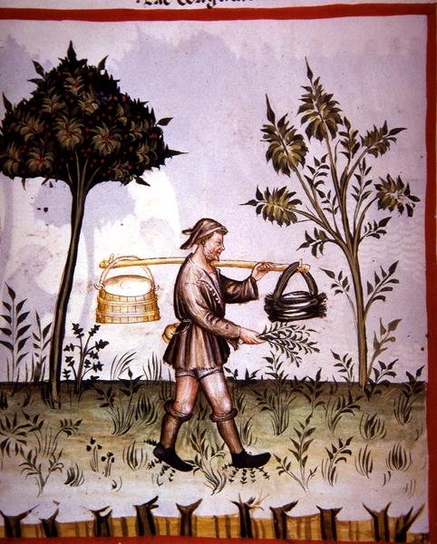Nova 2644 fol.61v 凝固的牛奶，来自《Tacuinum Sanitatis》（牛皮纸）。 作者 意大利学校