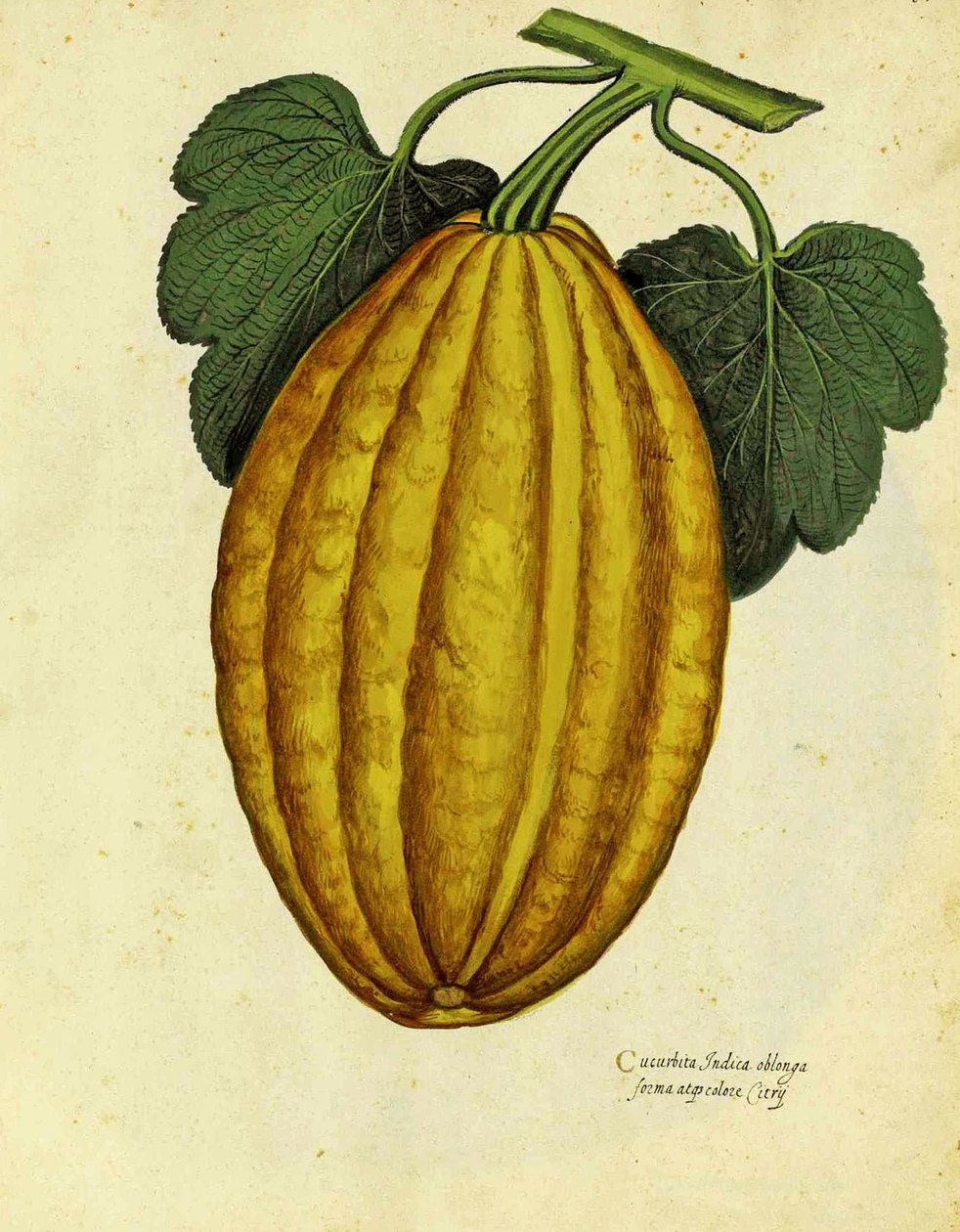 Ulisse Aldrovandi的Oblong Squash 作者 意大利学校