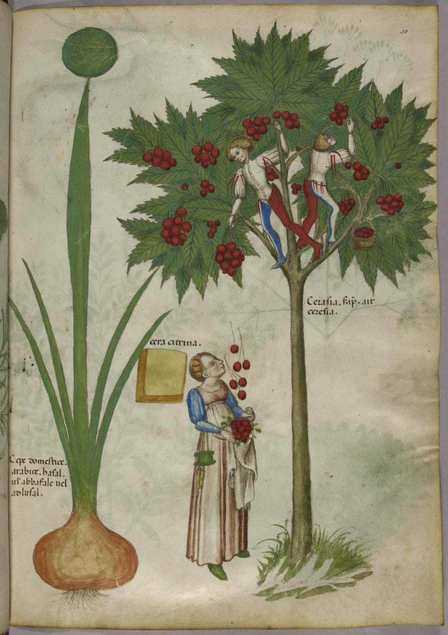 洋葱和樱桃树，约 1440 年（牛皮纸上的墨水和色彩） 作者 意大利学校