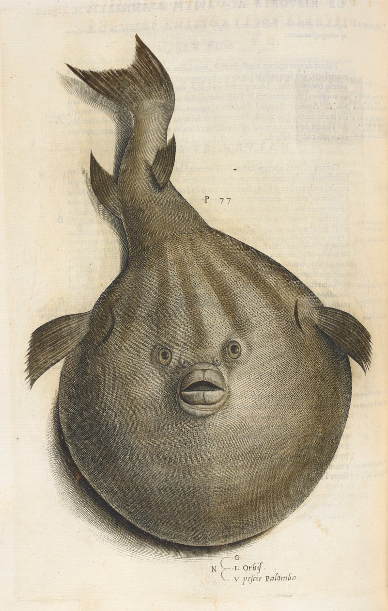 奥比斯。Pesci Palombo，插图选自 Ippolito Salviani 的《Aquatilium Animalium Historiæ liber primus》。 作者 意大利学校