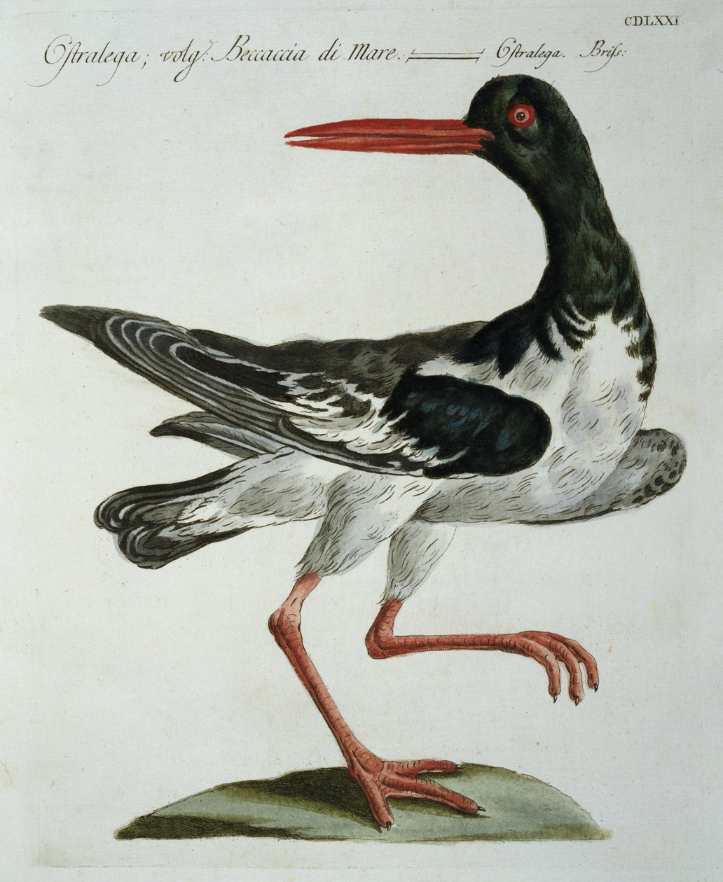 Oyster Catcher，c.1767-76（手工彩色雕刻） 作者 意大利学校