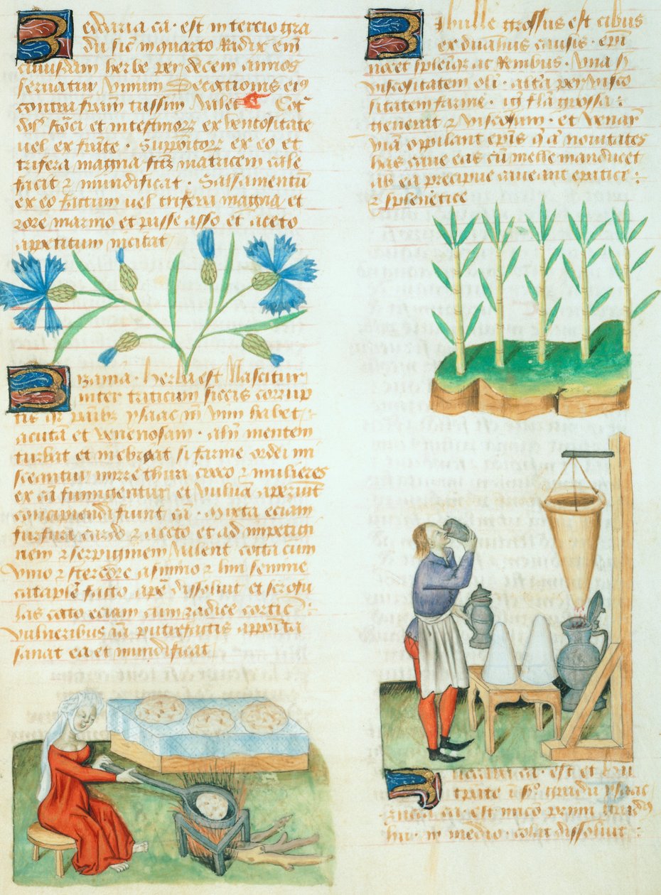 Dioscorides Pedanius 所著《Tractatus de Herbis》中的页面 作者 意大利学校