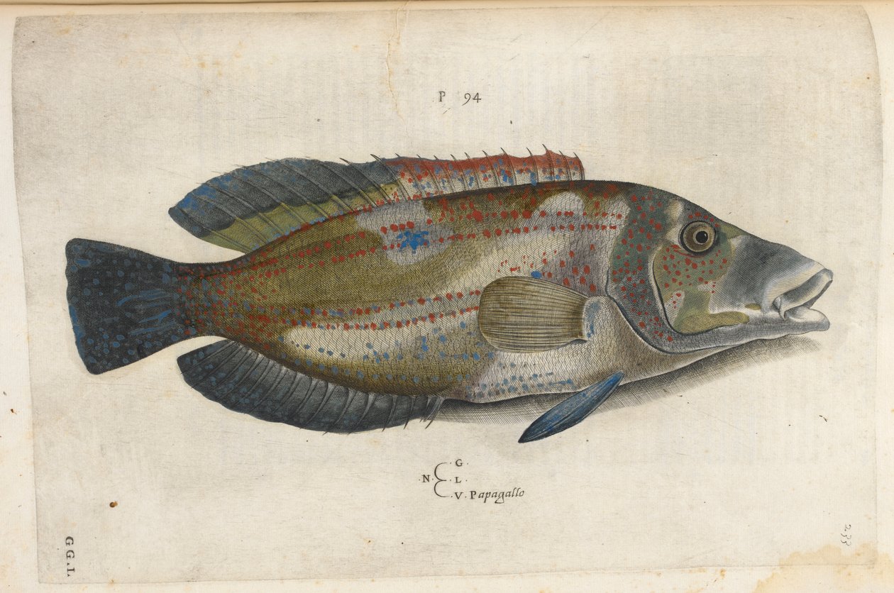 Papagallo (Nematistius pectorialis)，插图选自 Ippolito Salviani 的《Aquatilium Animalium Historiæ liber primus》。 作者 意大利学校
