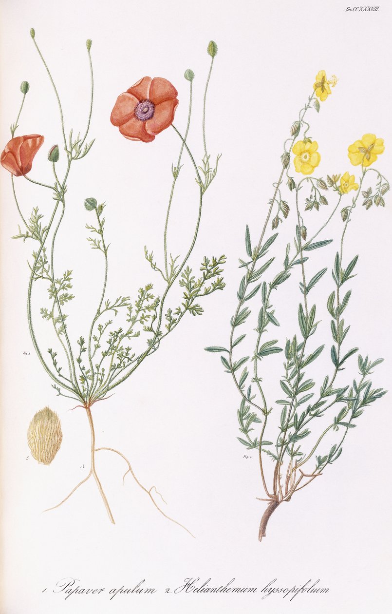 罂粟和菊苣，1811-1838 作者 意大利学校