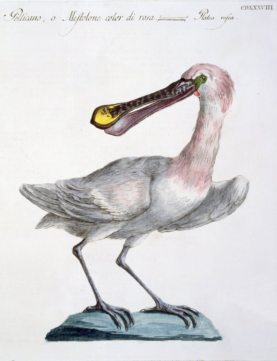Pelican，c.1767-76（手工彩色雕刻） 作者 意大利学校