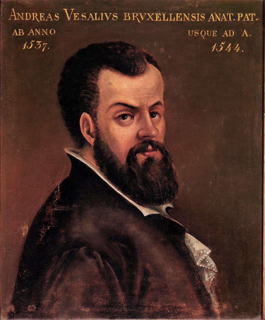 安德烈·维萨利 (Andreas Vesalius) (1514-1564) 的肖像，意大利学派的查理五世匿名绘画的解剖学家和医生。 16世纪帕多瓦大学 作者 意大利学校