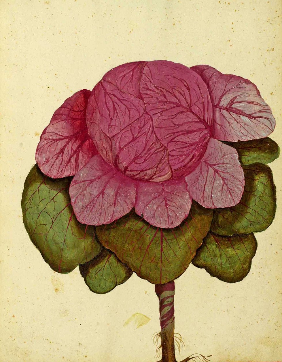 Ulisse Aldrovandi的Verona Cabbage Savoy 作者 意大利学校