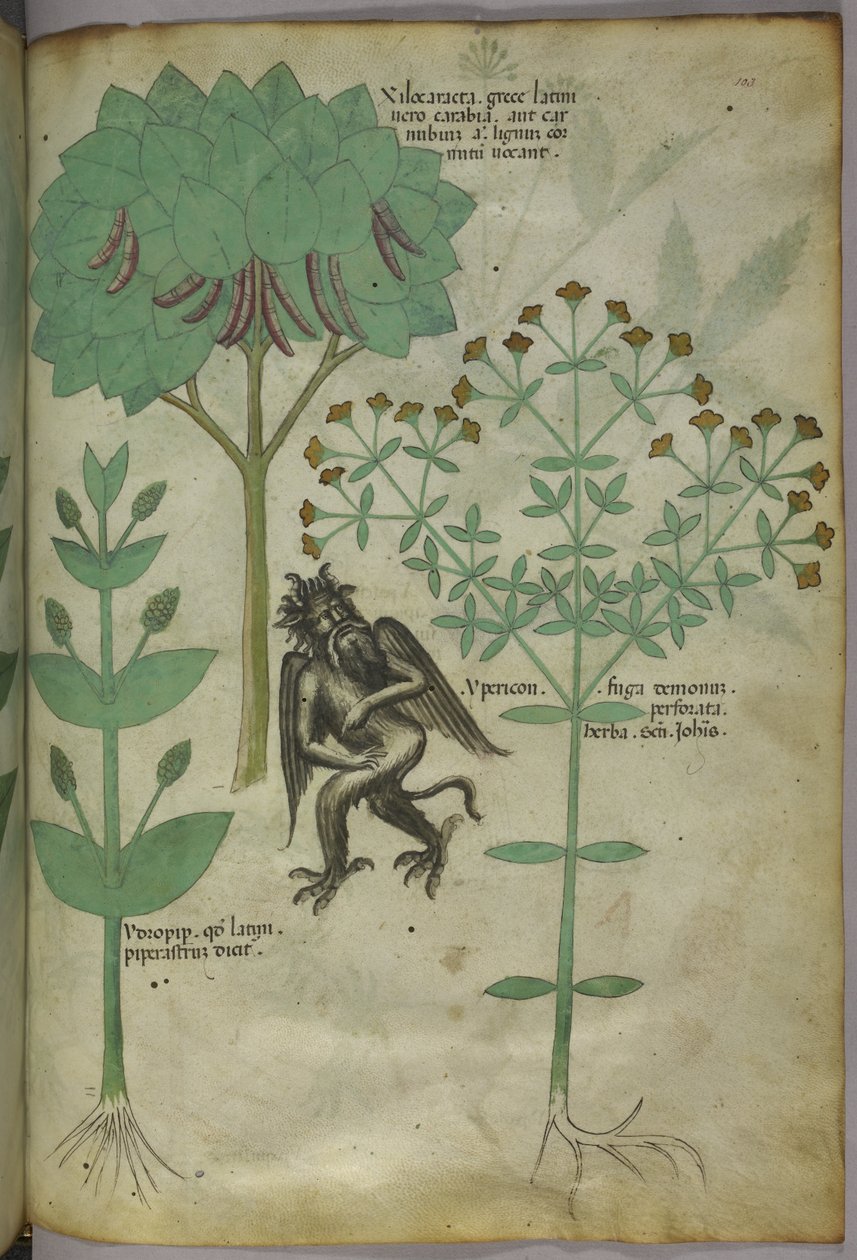 斯隆 4016 f.103 植物与恶魔的微型画：据说能驱除恶魔的草药 Ypericon，出自《草药》，约 1440 年（牛皮纸上的墨水和彩色）。 作者 意大利学校