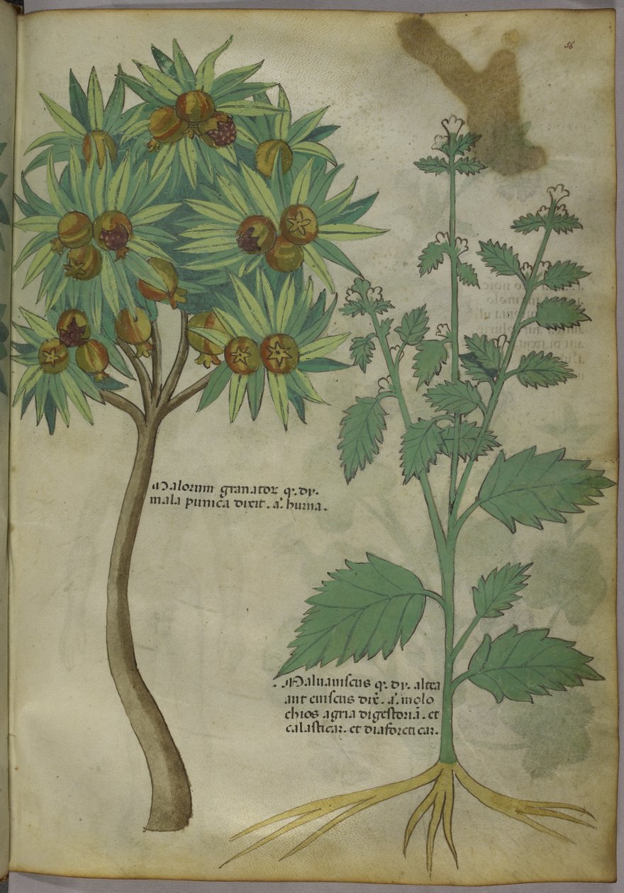 Sloane 4016 f.36 