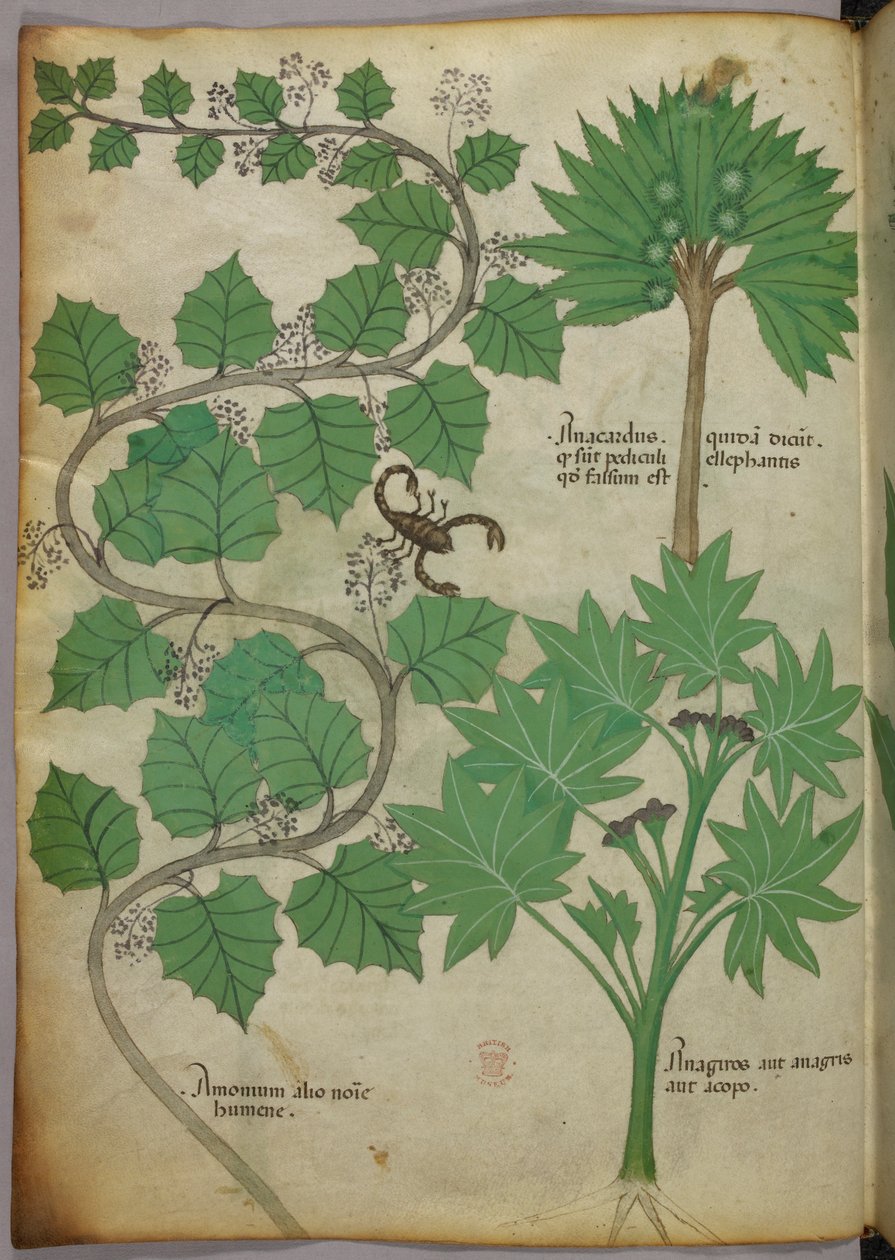 Sloane 4016 f.3v 植物插图，c.1440（牛皮纸） 作者 意大利学校