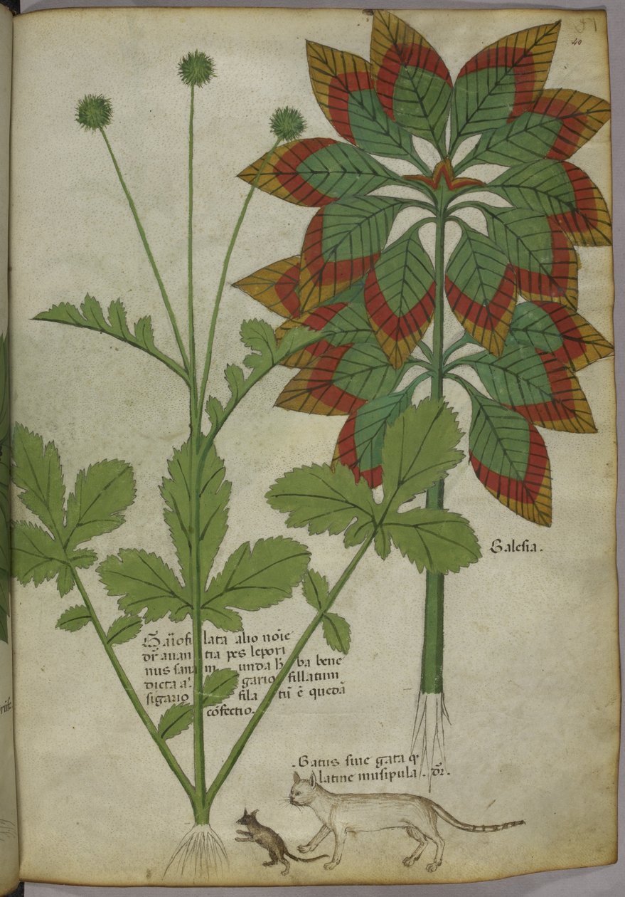 斯隆 4016 f.40 植物，选自 "草本"，约 1440 年（牛皮纸上的墨水和色彩） 作者 意大利学校