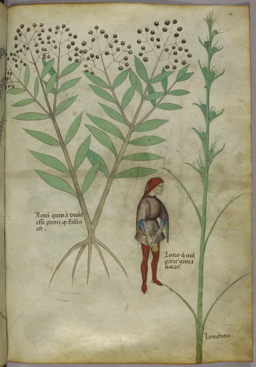 Sloane 4016 f.54 男子在壶中小便，摘自《Tractatus de Herbis》，c.1440（牛皮纸） 作者 意大利学校