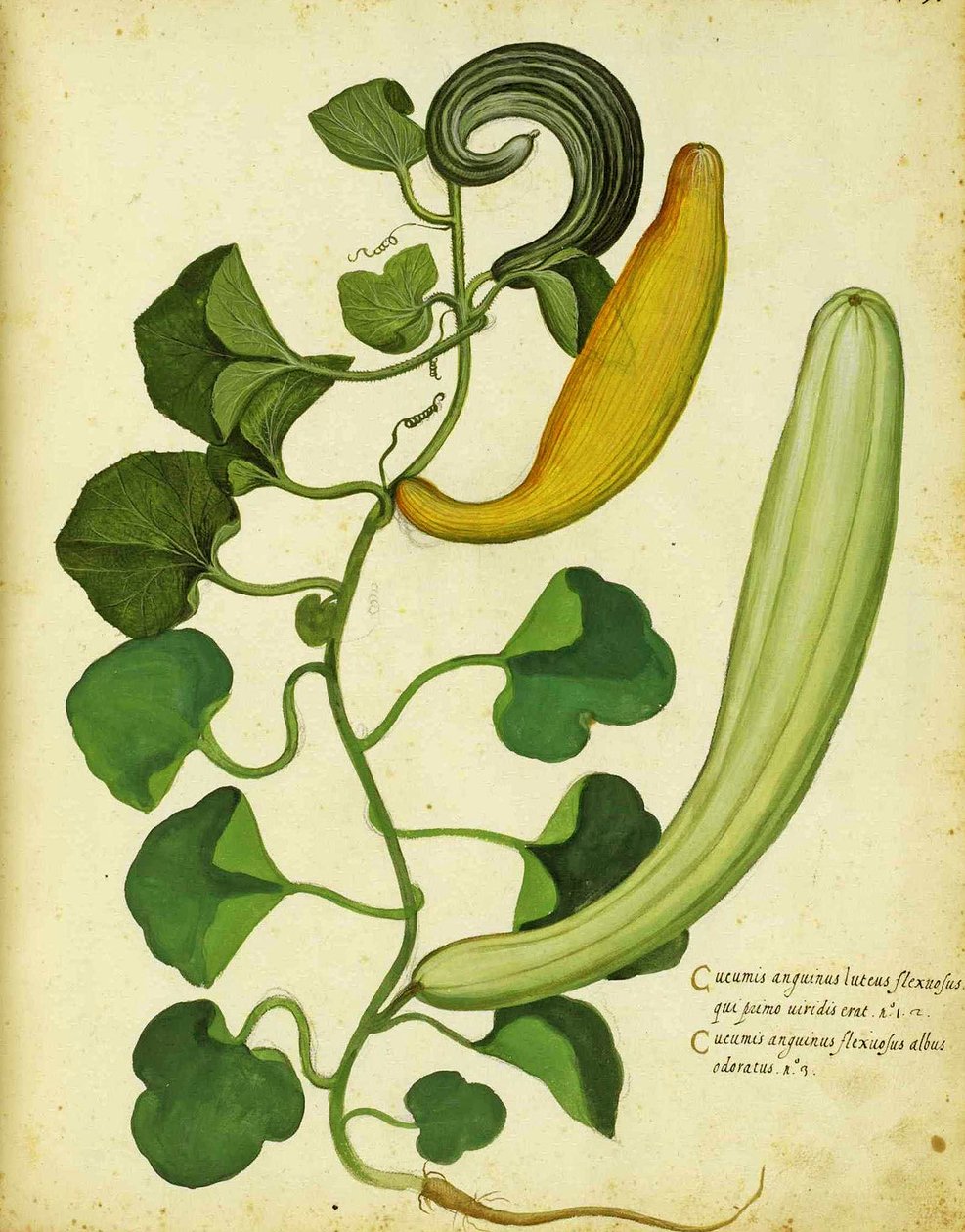 Ulisse Aldrovandi的Snake Gourd 作者 意大利学校