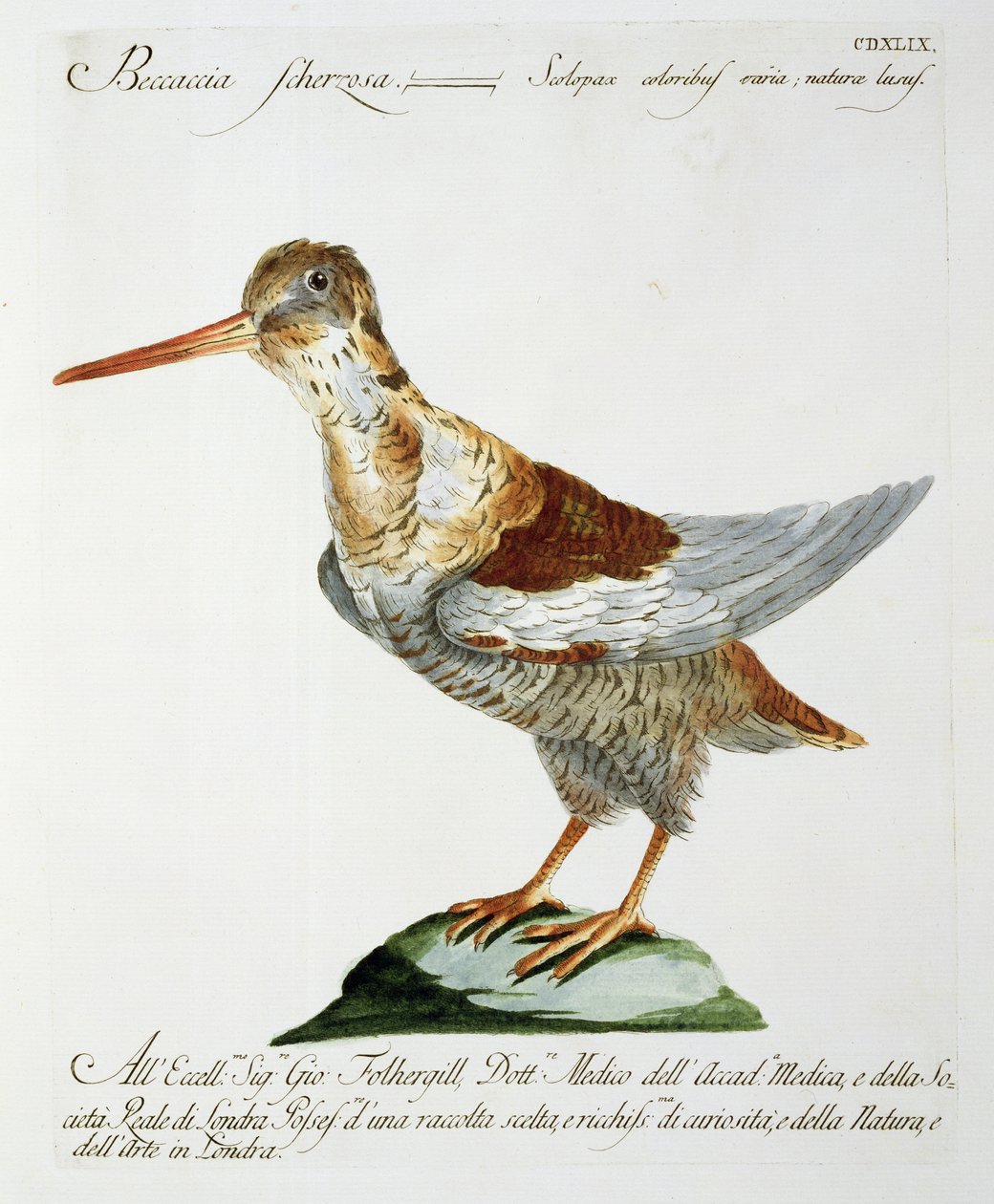 Snipe，c.1767-76（手工彩色雕刻） 作者 意大利学校