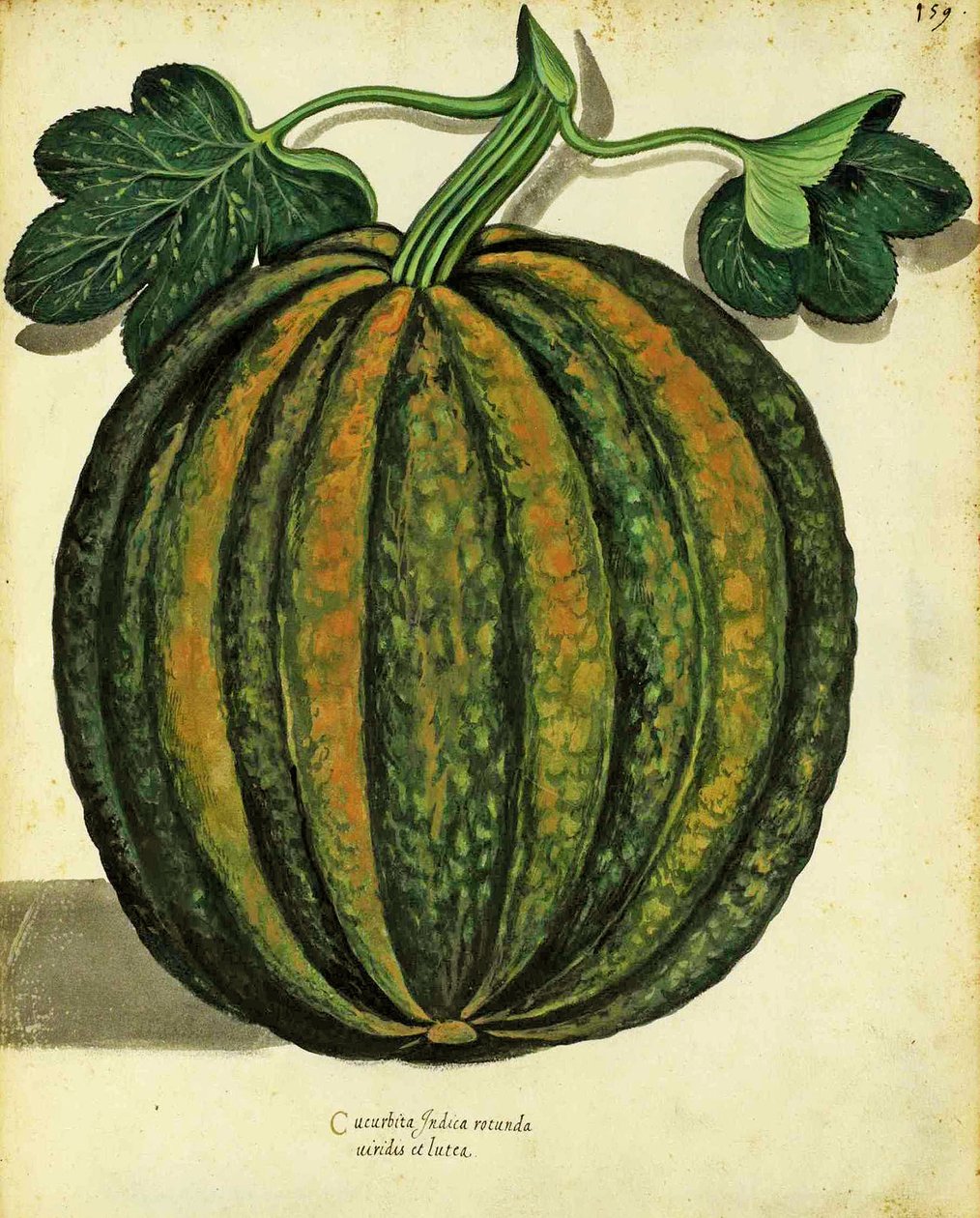 壁画由Ulisse Aldrovandi（1522-1605）板块发表于Piante Fiori Frutti（手工彩色雕刻）。 作者 意大利学校