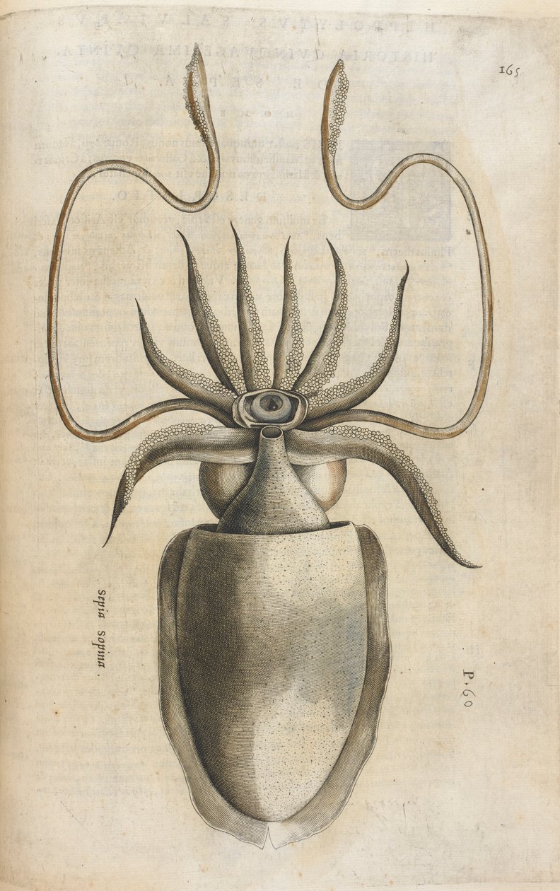 乌贼，插图选自 Ippolito Salviani 的《Aquatilium Animalium Historiæ liber primus》。 作者 意大利学校