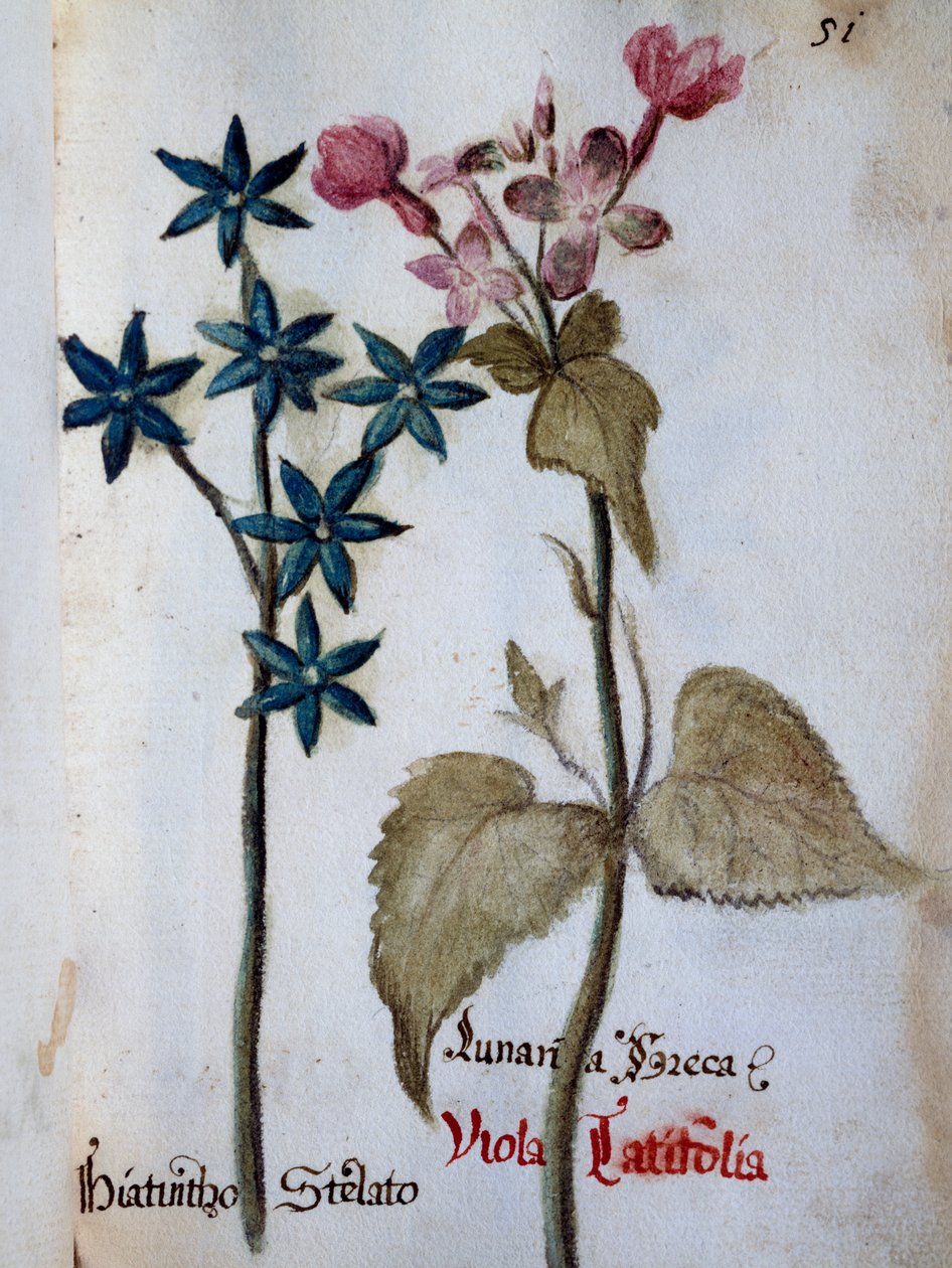 文德拉明别墅的花的划定中的星形风信子和Viola rubella var latifolia 作者 意大利学校