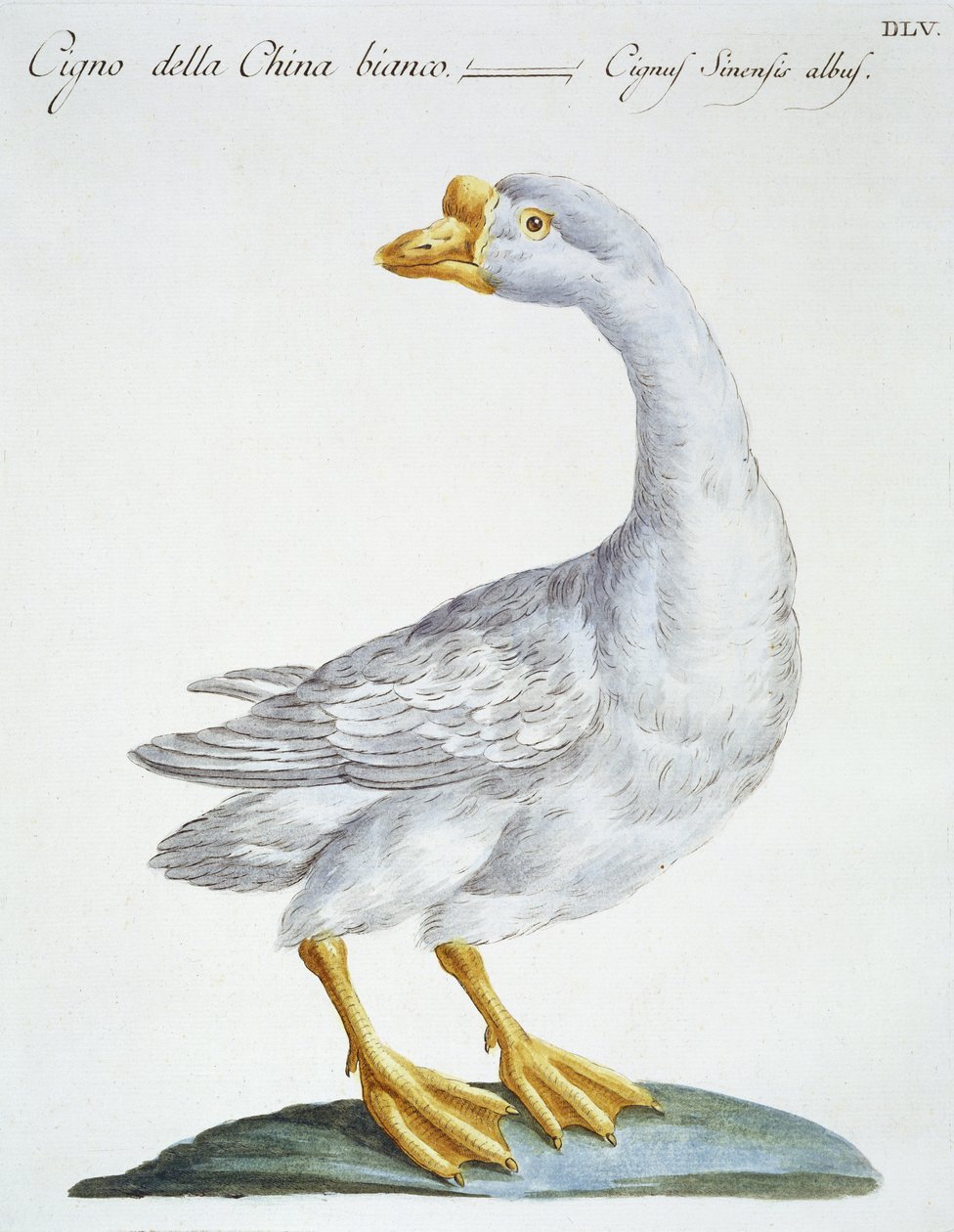 天鹅，c.1767-76（手工彩色雕刻） 作者 意大利学校