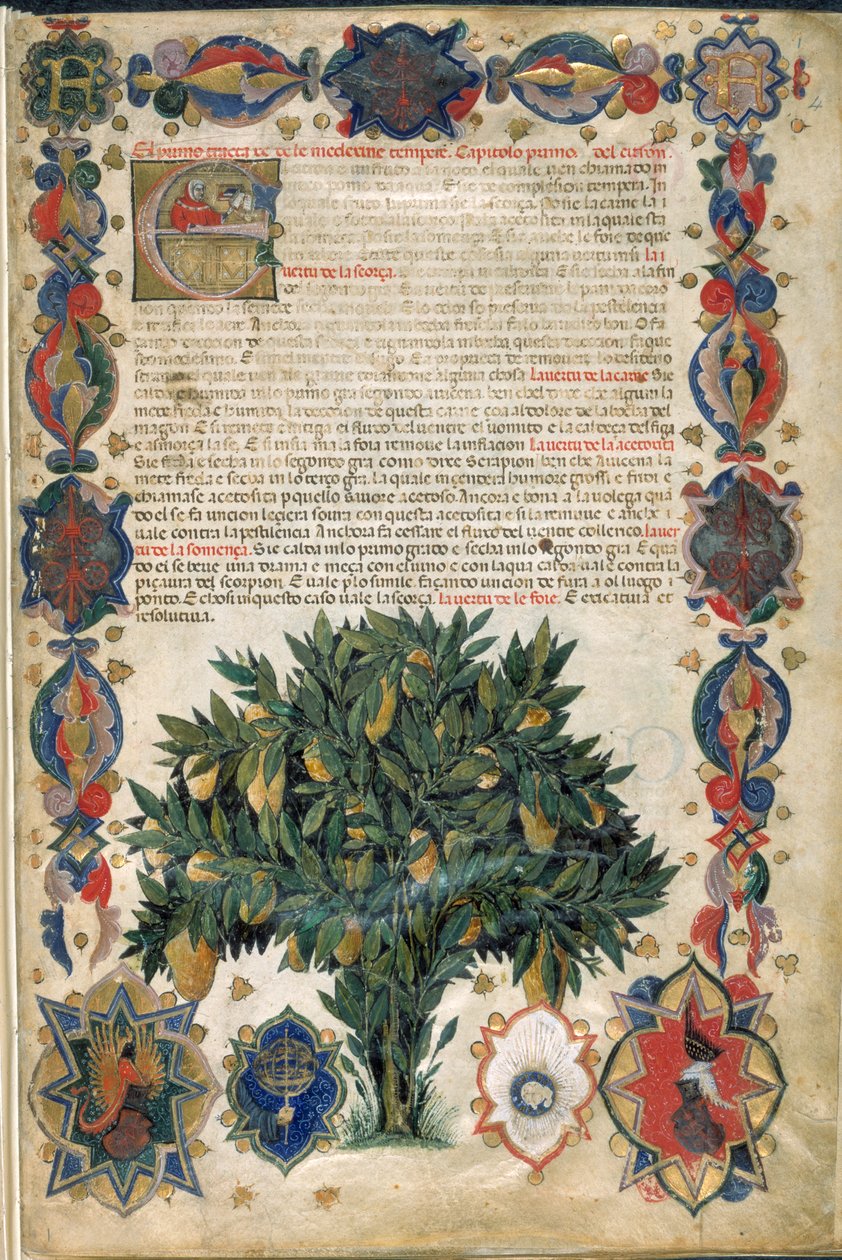 带装饰边框的文本页，插图来自“Carrara Herbal”，帕多瓦，约 1400 年（纸上金笔和墨水） 作者 意大利学校