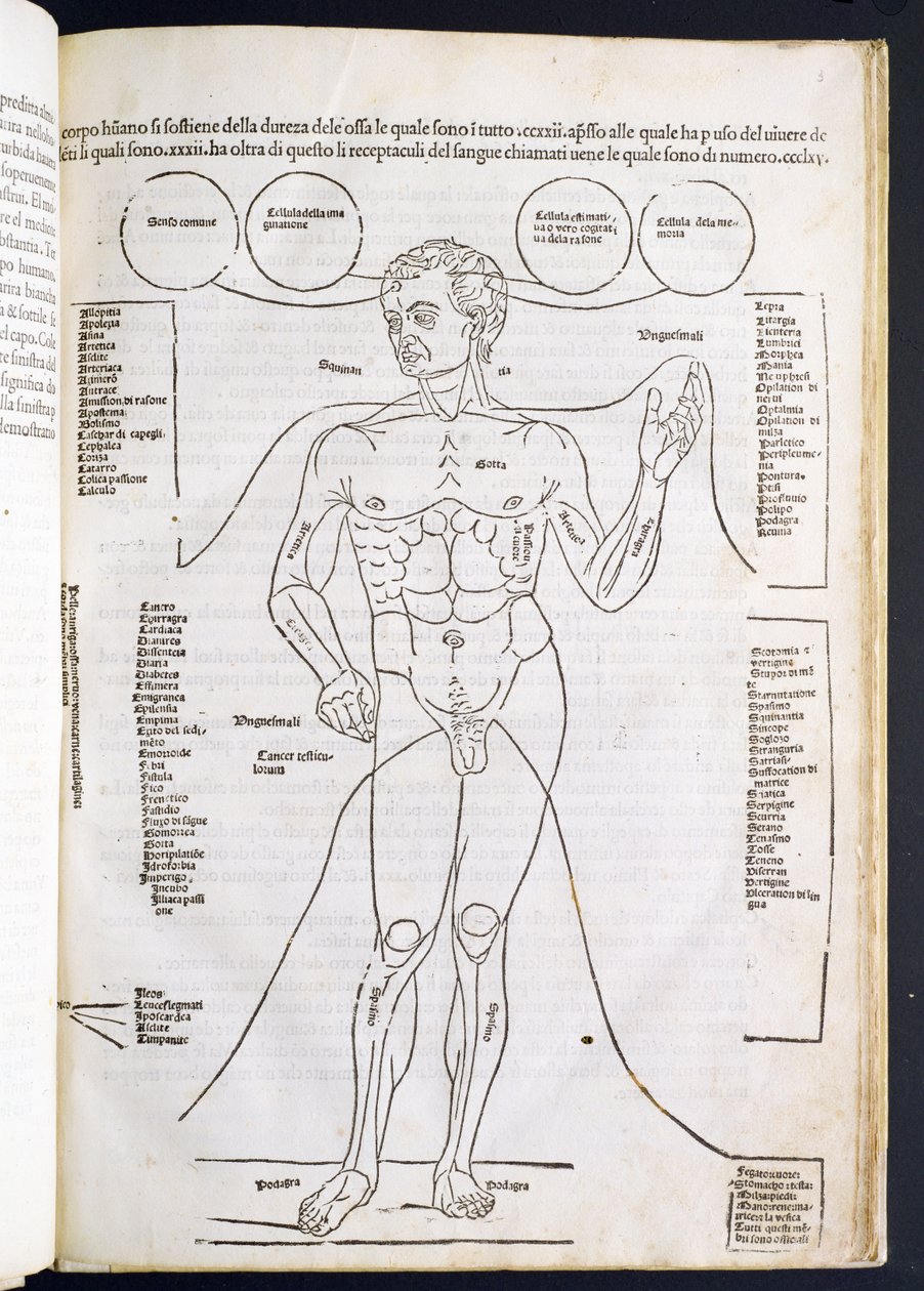 男性解剖学，来自Jancil de Ketham的Fascilulus Medicinae（dc1490）15-16世纪 作者 意大利学校