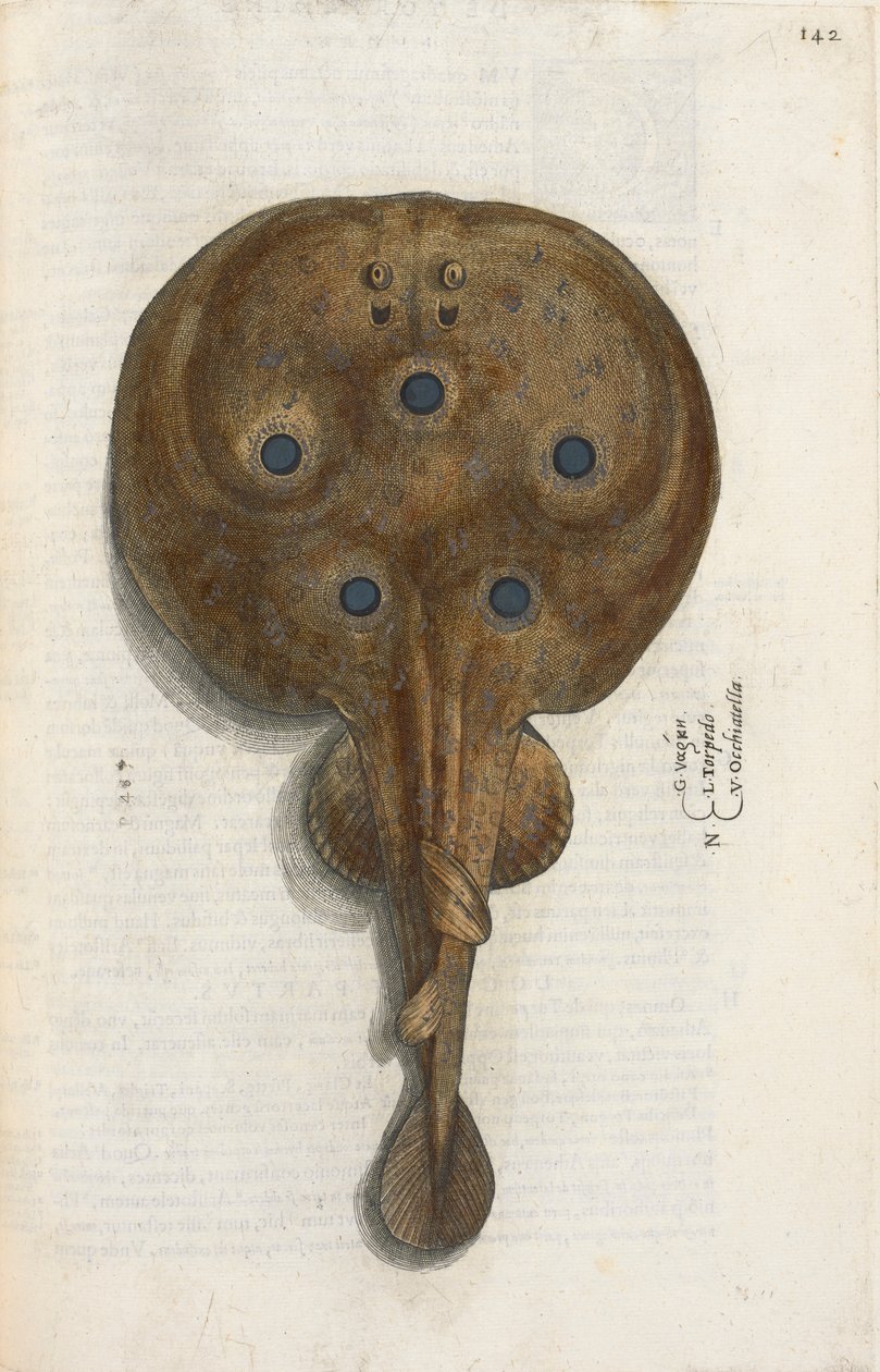 鱼雷鱼，插图选自 Ippolito Salviani 的《Aquatilium Animalium Historiæ liber primus》。 作者 意大利学校