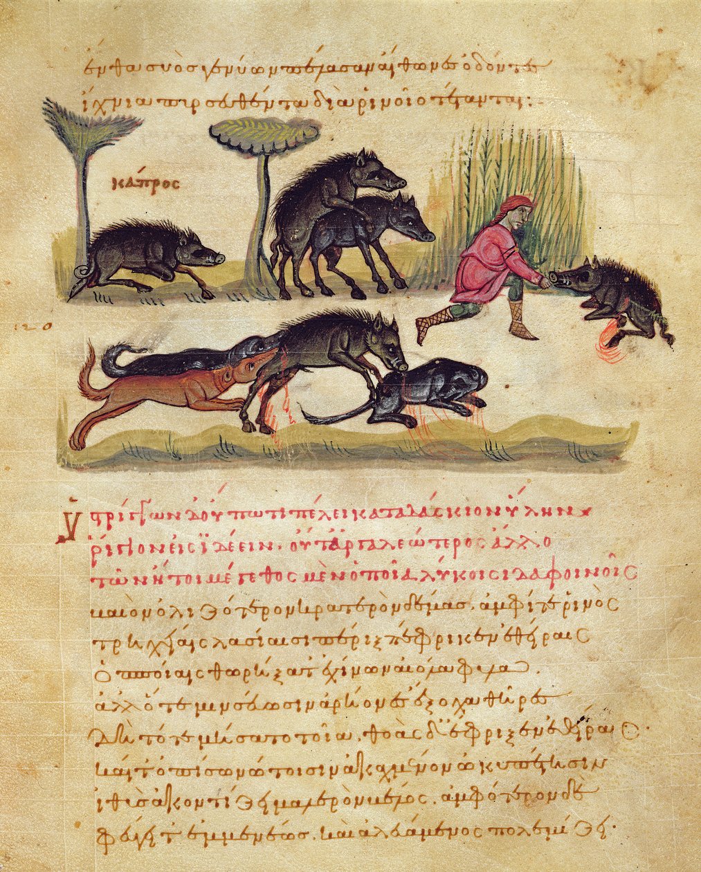关于野猪的论文：生活，交配，狩猎，来自Cynegetica by Oppian的插图（牛皮纸上的蛋彩画） 作者 意大利学校