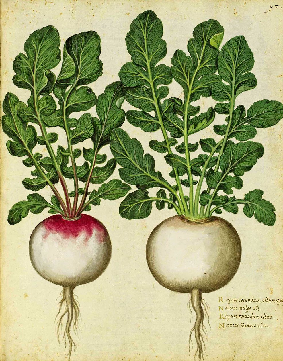 Ulisse Aldrovandi的萝卜 作者 意大利学校