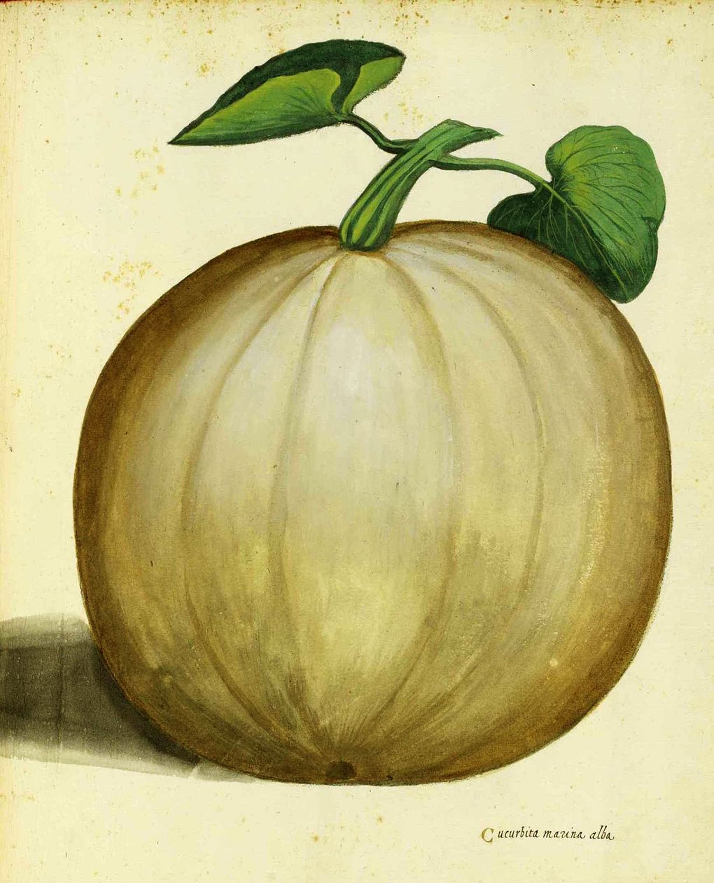 Ulisse Aldrovandi的白壁球 作者 意大利学校