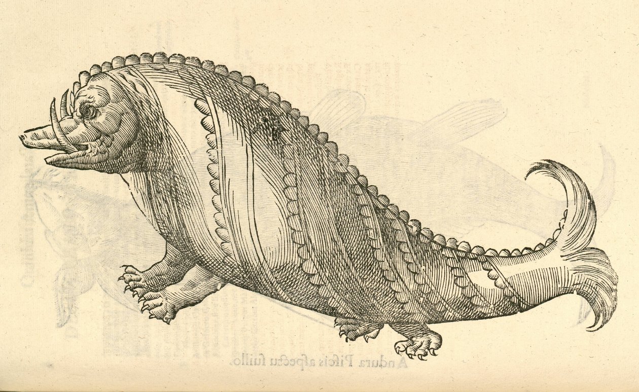 All Marinus Cetaceus的例证从Aldrovandis历史的怪物，1642年 作者 意大利学校