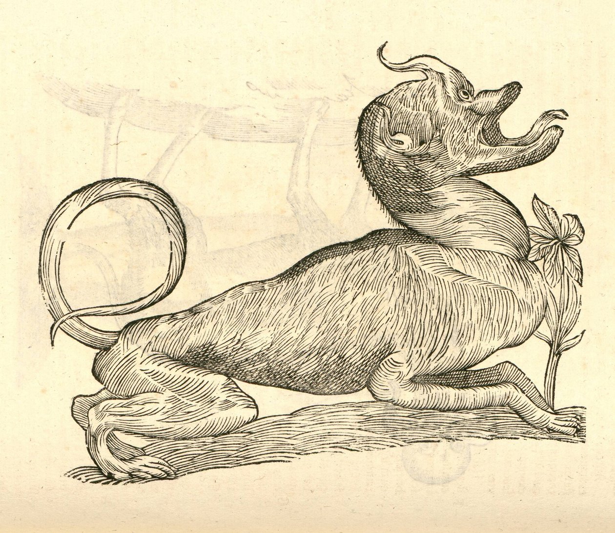 Canis monstroso capite的插图来自Aldrovandis的怪物历史，1642年 作者 意大利学校