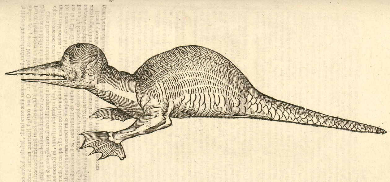 Draco marinus monophthalmos bipes的例证从Aldrovandis历史的怪物，1642年 作者 意大利学校