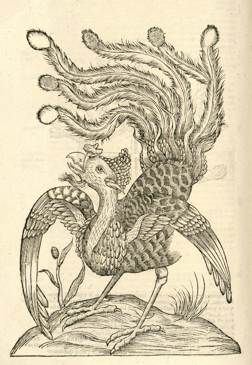 Gllus Indicus auritus tridactylus的例证从Aldrovandis历史的怪物，1642年 作者 意大利学校
