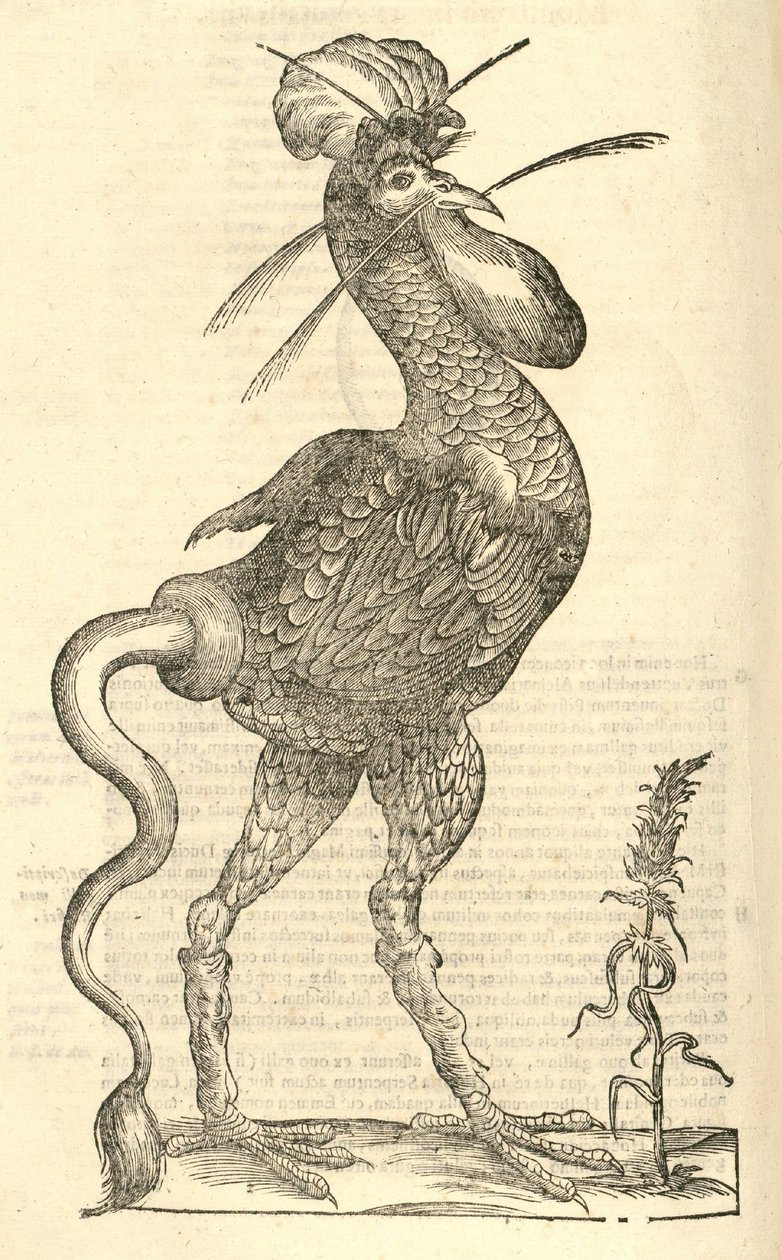 Gllus monstrosus的例证从Aldrovandis历史的怪物，1642年 作者 意大利学校