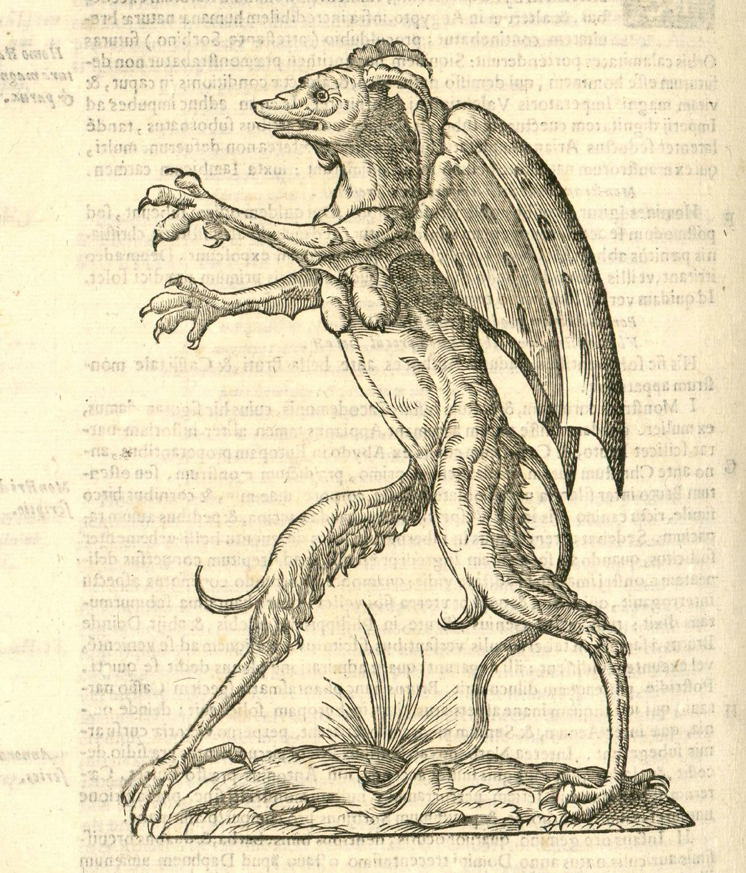 与翼和牛角怪物的图示像从怪兽kazakovae历史，1642妖 作者 意大利学校